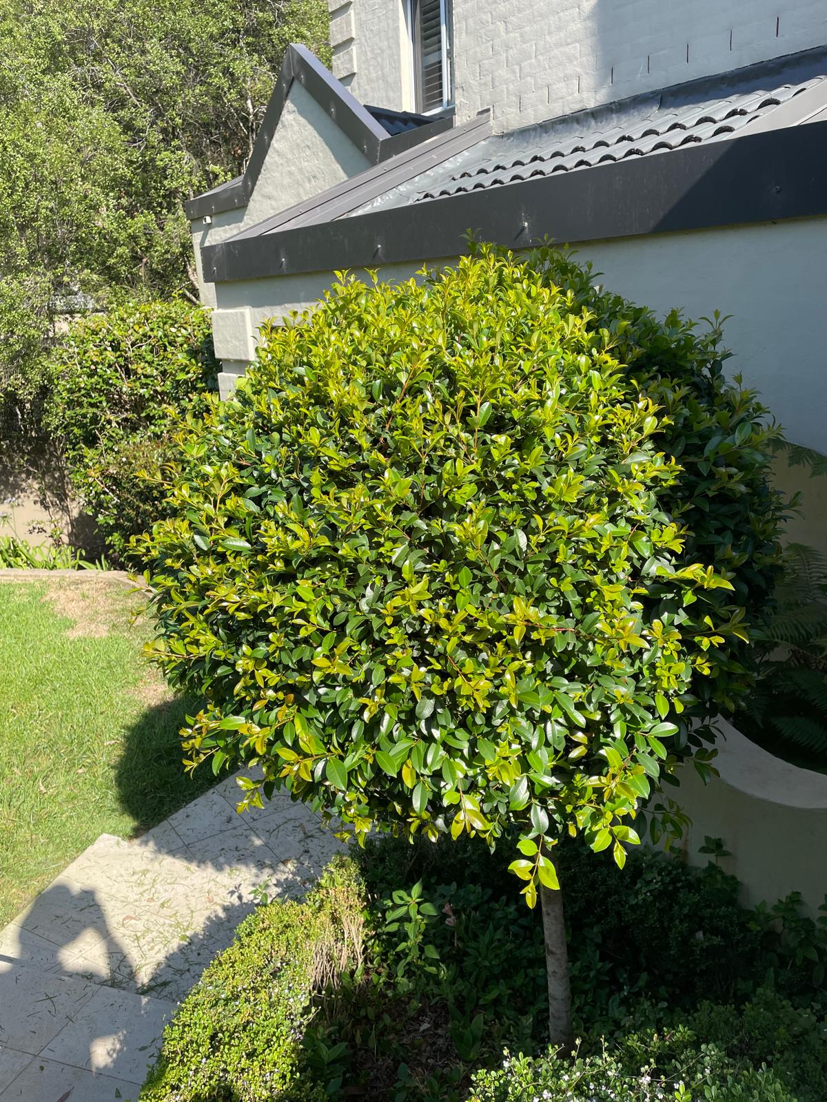 Before Syzygium Balls